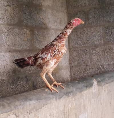 چینی مرغی اصیل
