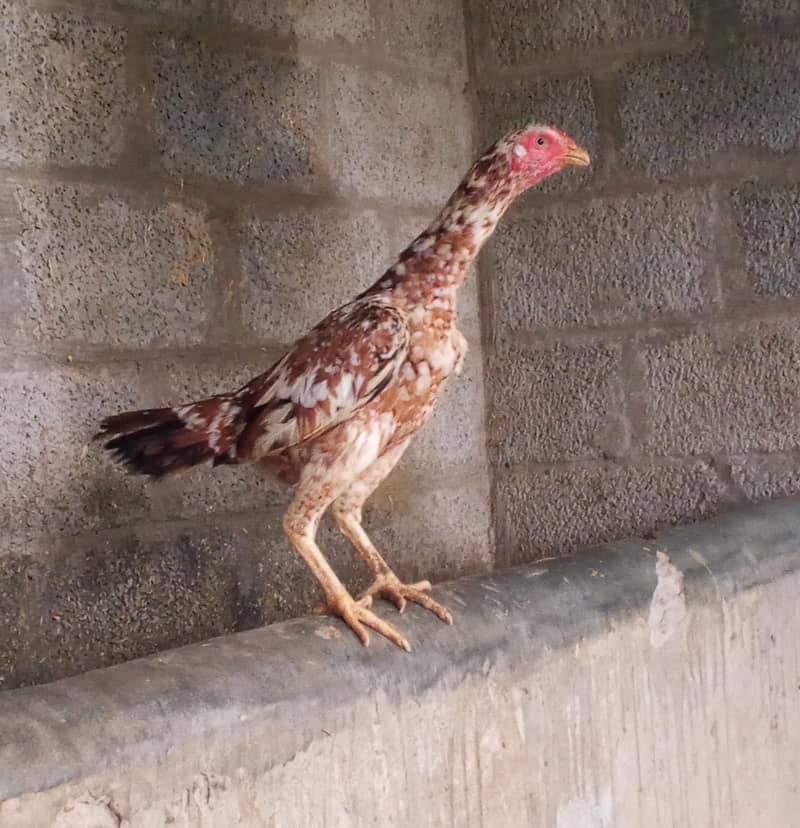 چینی مرغی اصیل 0