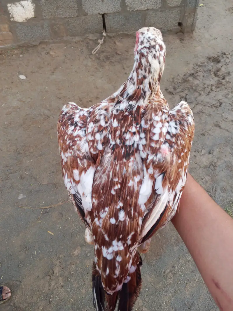 چینی مرغی اصیل — photo 4