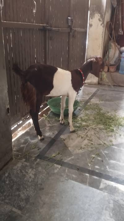 Female goats 5 mint age