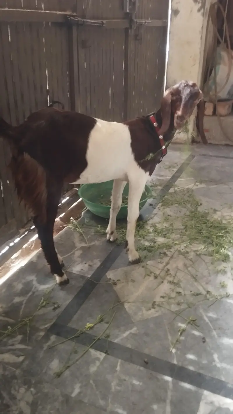 Female goats 5 mint age — photo 2