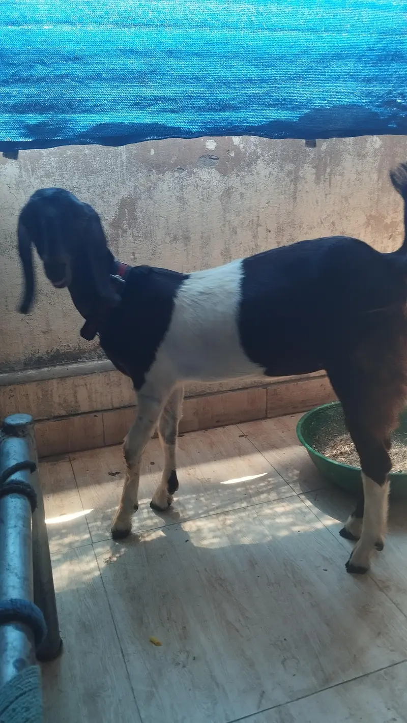 Female goats 5 mint age — photo 3