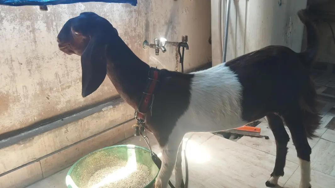 Female goats 5 mint age — photo 5