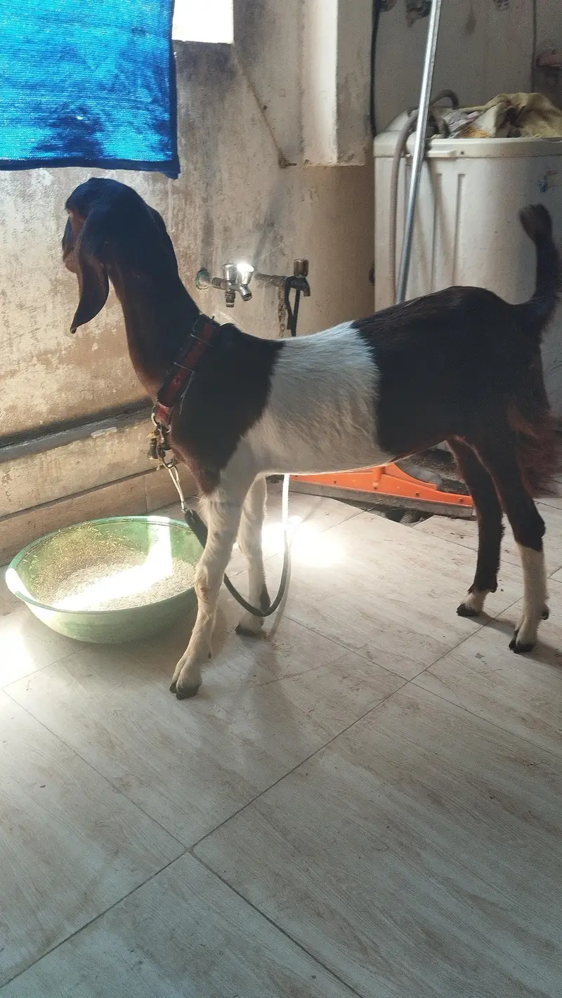 Female goats 5 mint age — photo 6