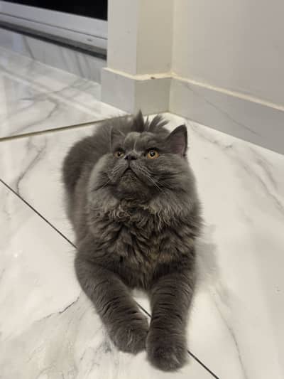 Grey triple coat persian cat