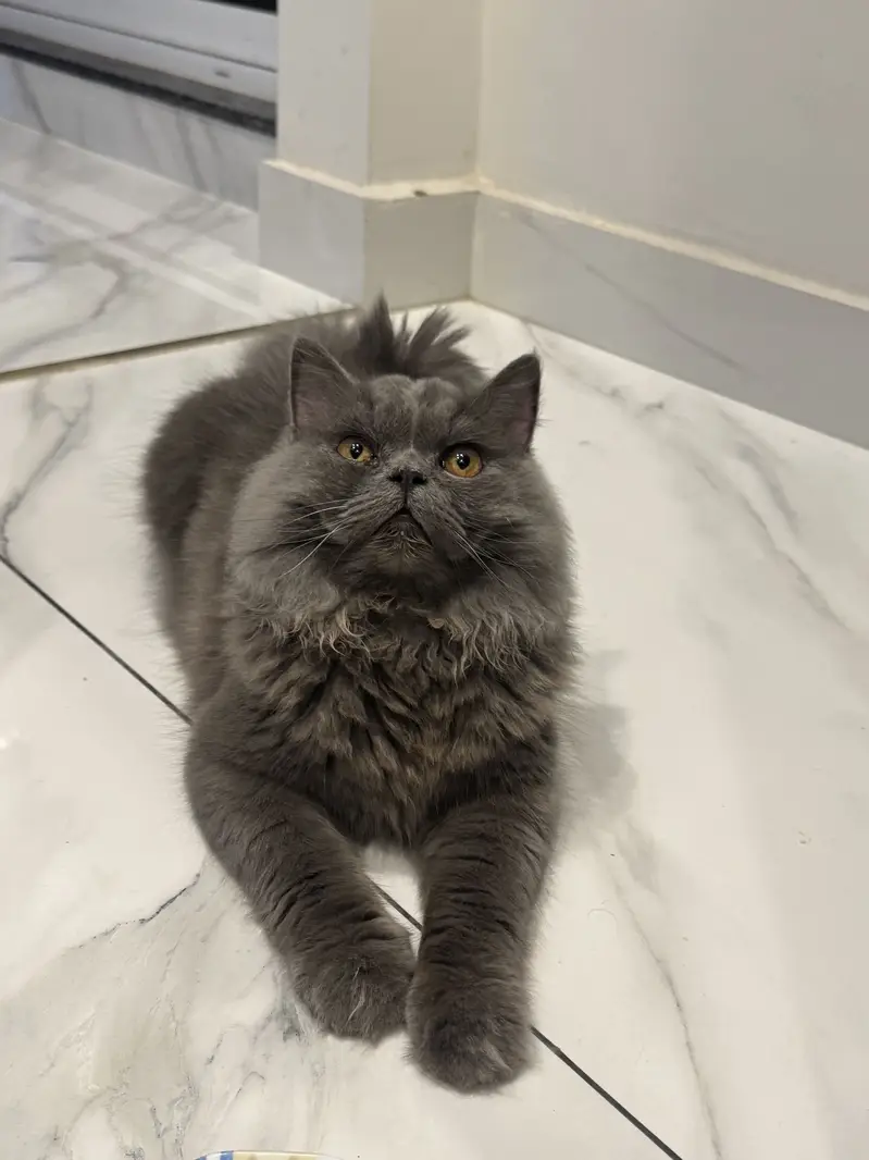 Grey triple coat persian cat — photo 2