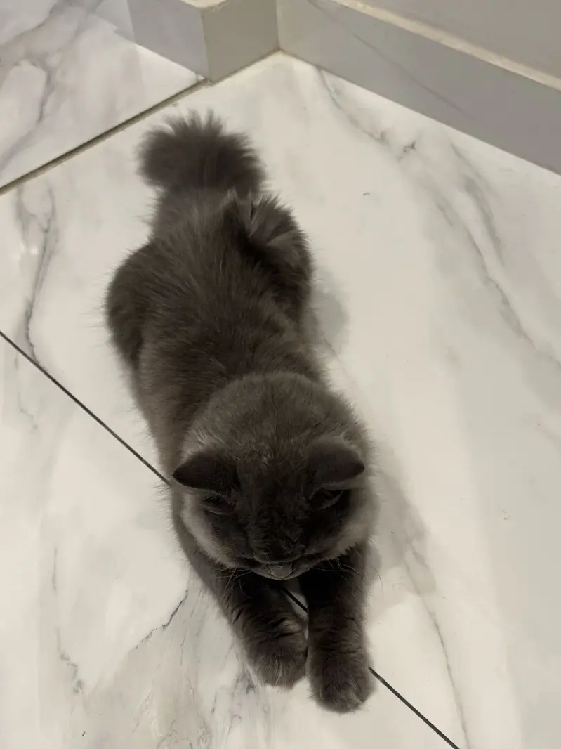 Grey triple coat persian cat — photo 3