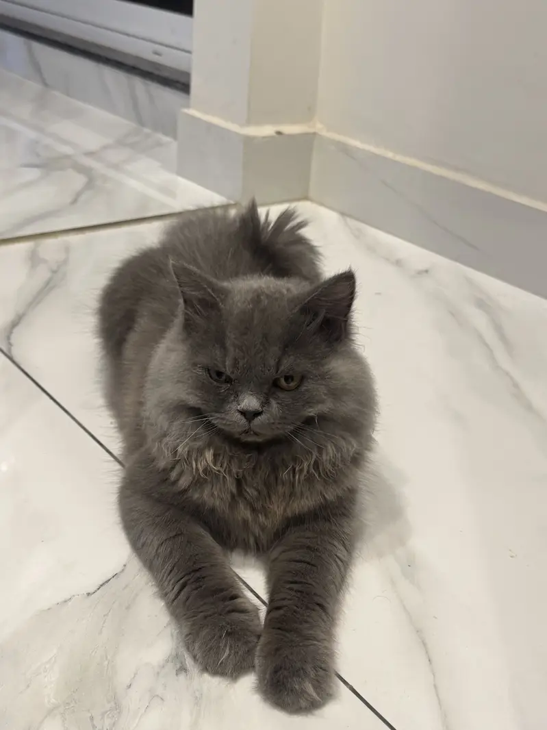 Grey triple coat persian cat — photo 4