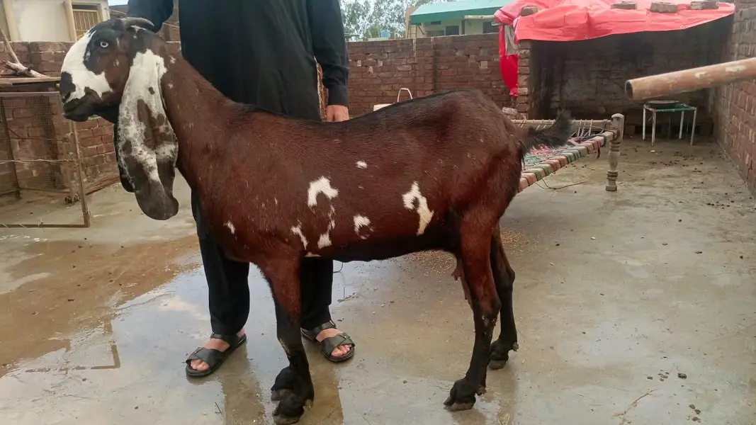 Nagri dabbbi Beetal for sale — photo 3
