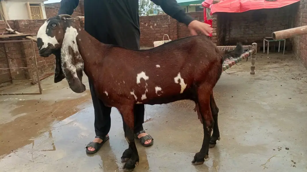 Nagri dabbbi Beetal for sale — photo 4