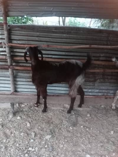 bakri fresh 2 dant