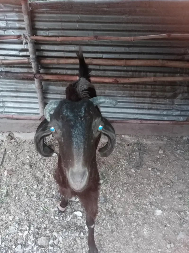 bakri fresh 2 dant — photo 3