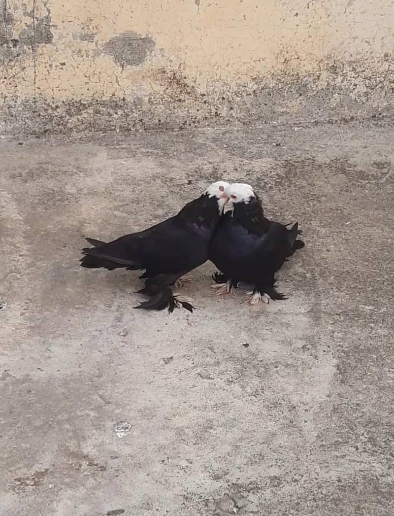 Pigeons 0