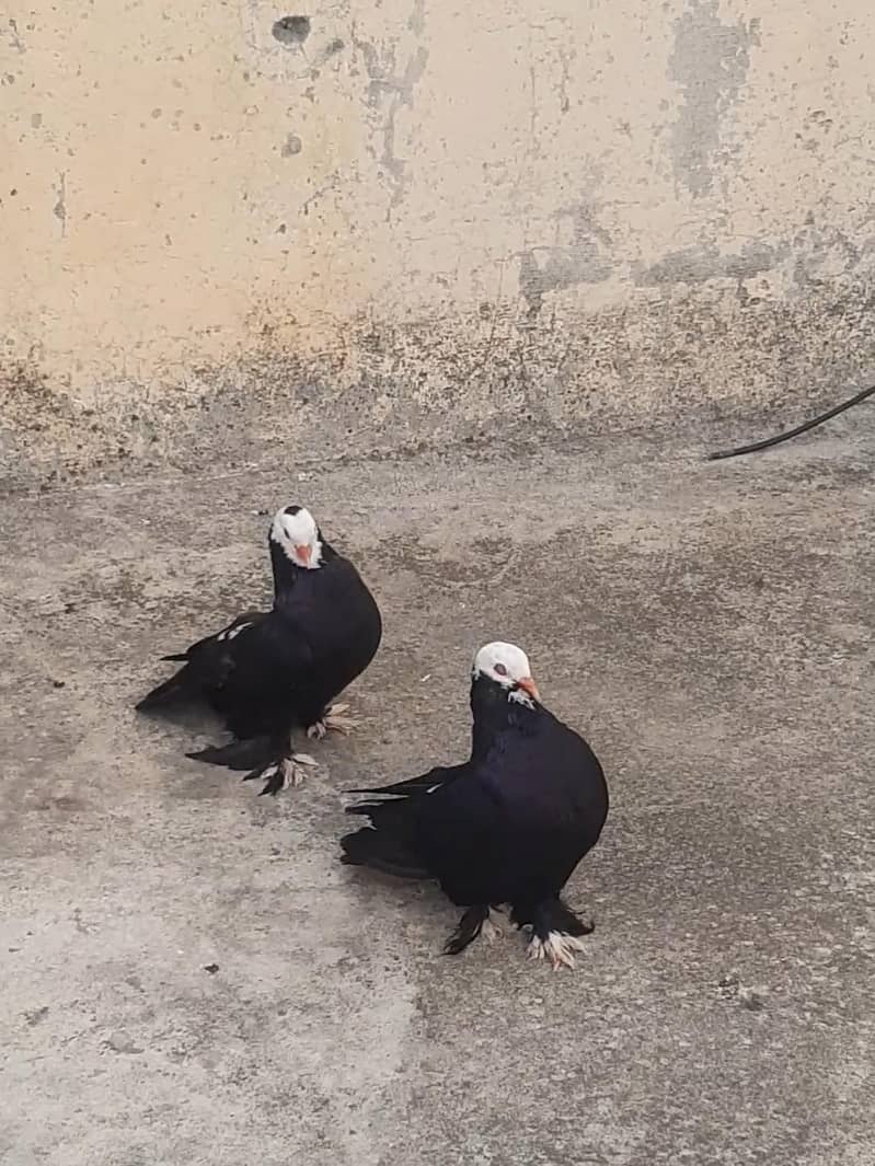 Pigeons 1