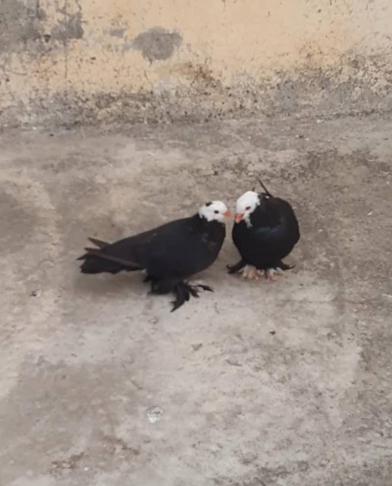 Pigeons 2