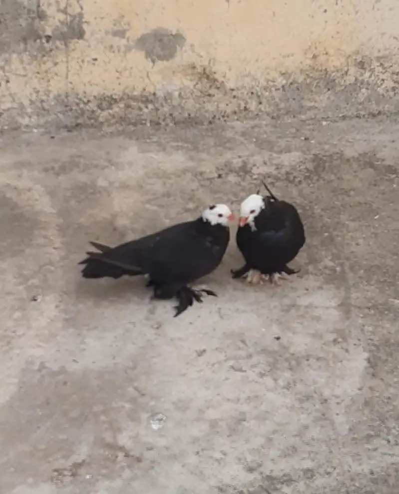 Pigeons — photo 3