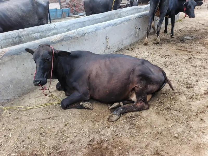 - ساہیوال کراس اعلیٰ نسل- 250 دن کی گھبن گائے -قیمت 4,10,000 — photo 9
