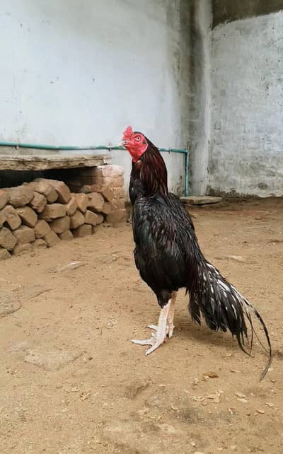 ASSEAL MURGA
