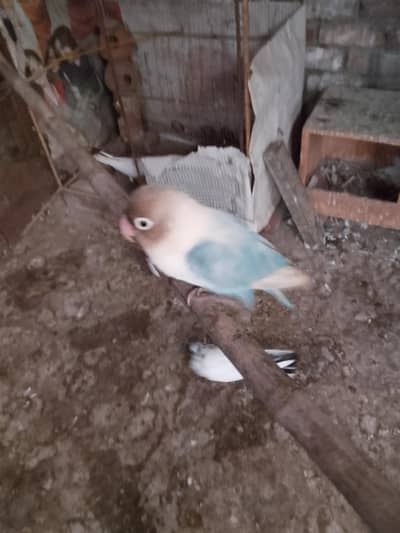 love bird
