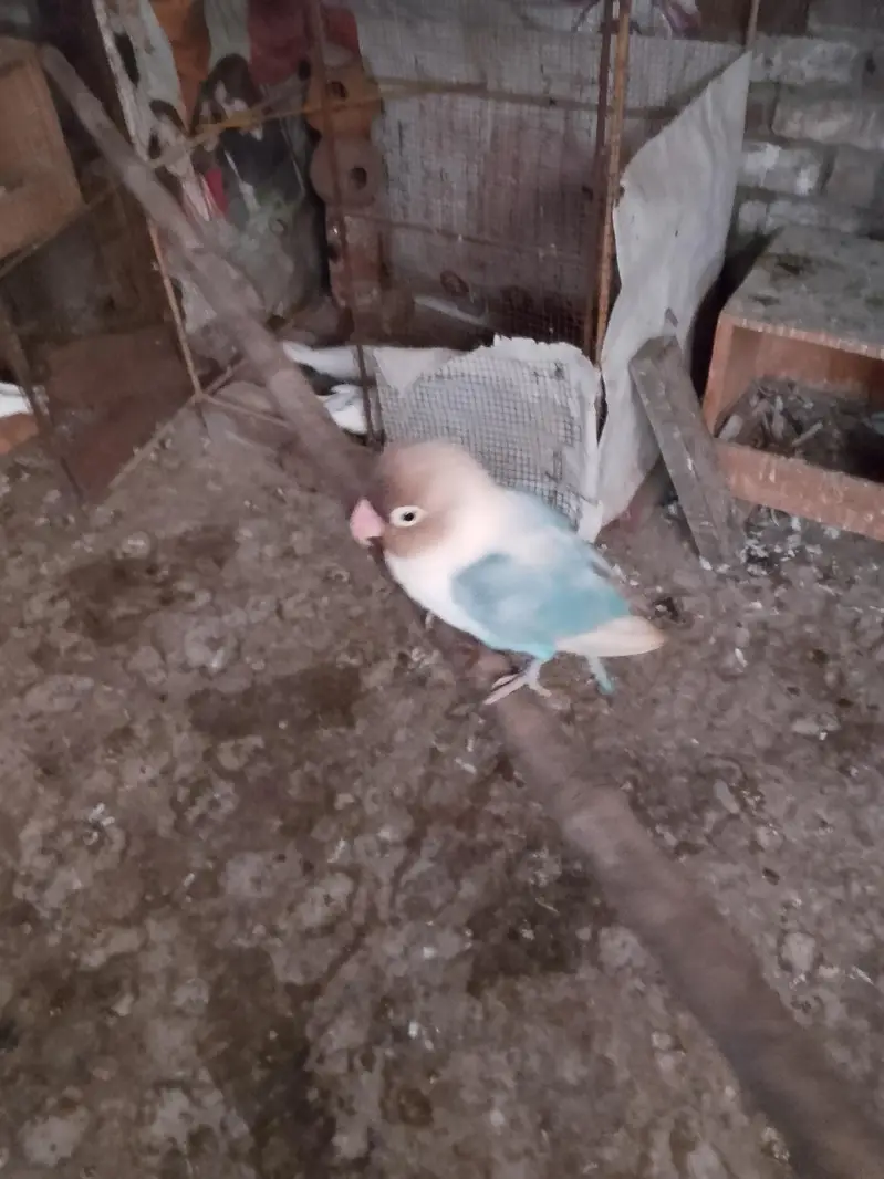 love bird — photo 2