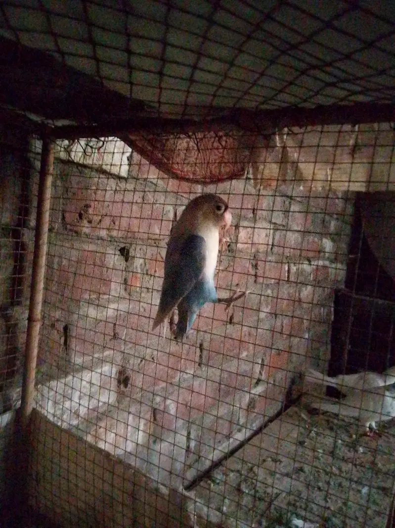 love bird — photo 3