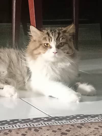 Persian male cat available for adoption only 5000 rs