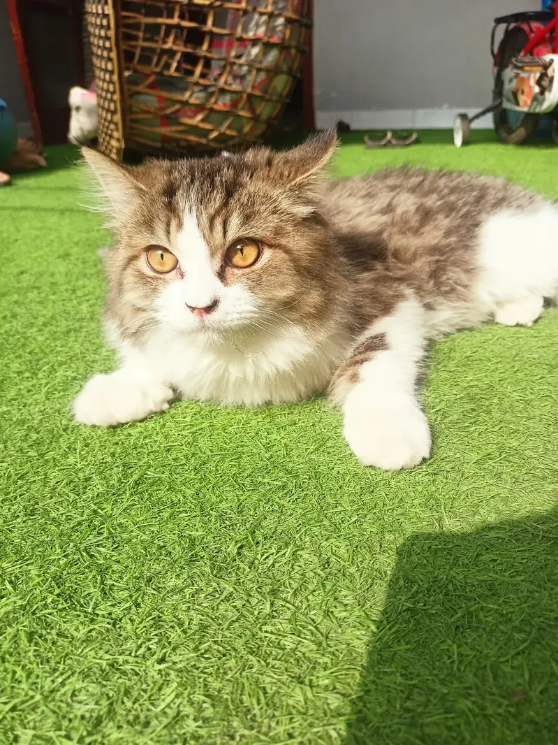 Persian male cat available for adoption only 5000 rs — photo 2