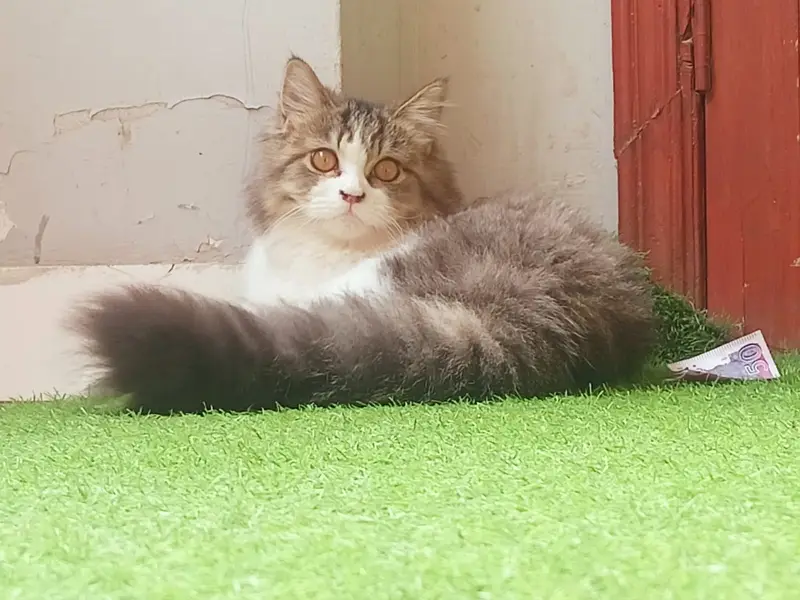 Persian male cat available for adoption only 5000 rs — photo 3