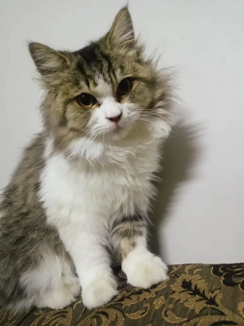 Persian male cat available for adoption only 5000 rs — photo 4