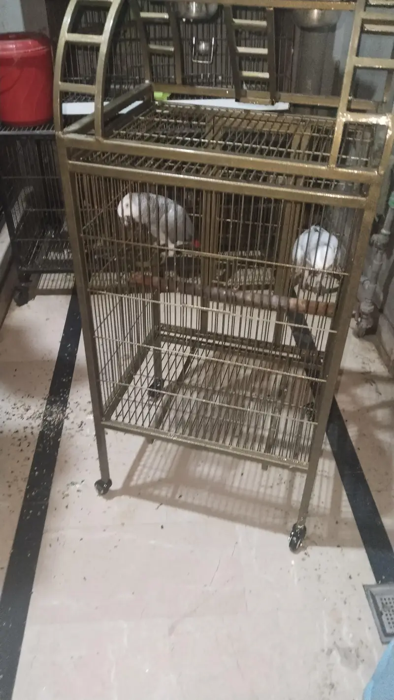 cage fancy — photo 3
