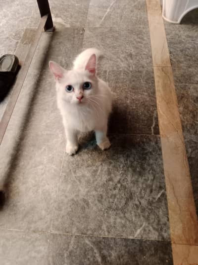 Turkish angora cat