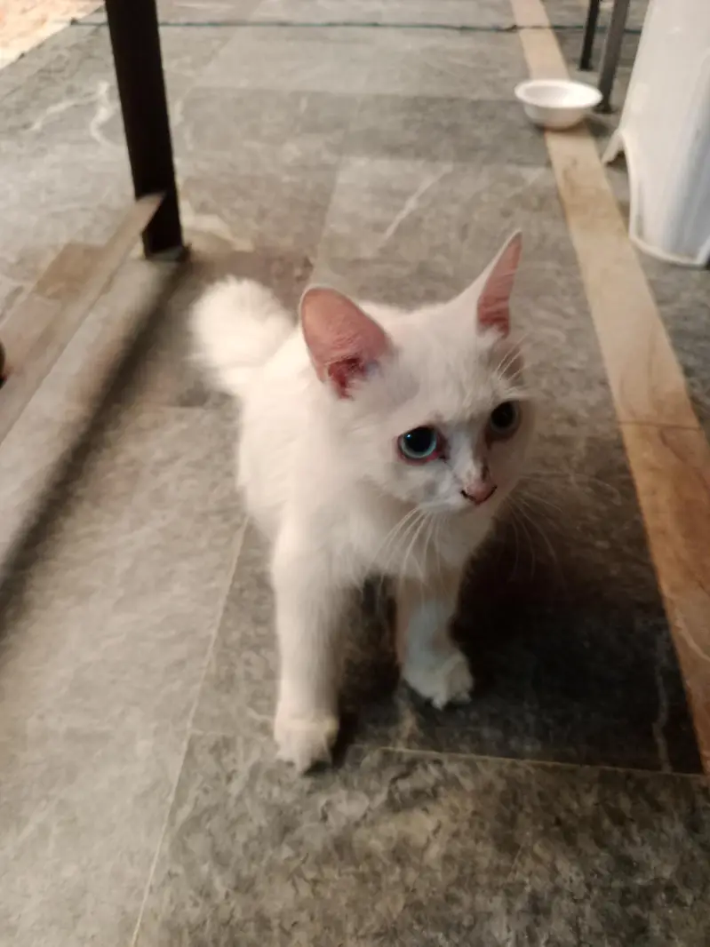 Turkish angora cat — photo 2