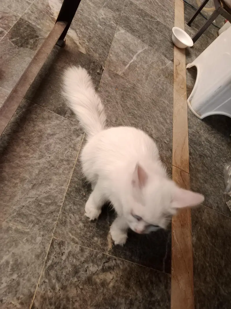 Turkish angora cat — photo 3