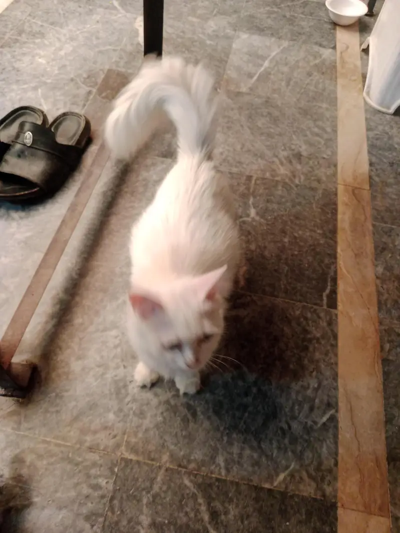 Turkish angora cat — photo 4