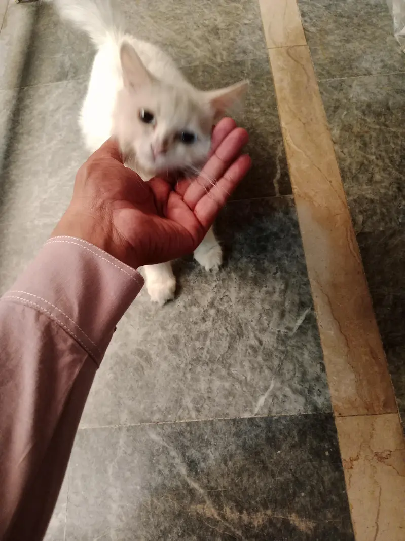 Turkish angora cat — photo 5