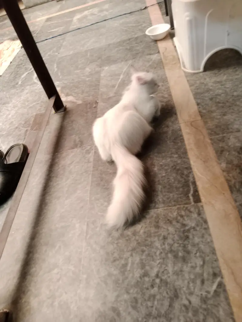Turkish angora cat — photo 6