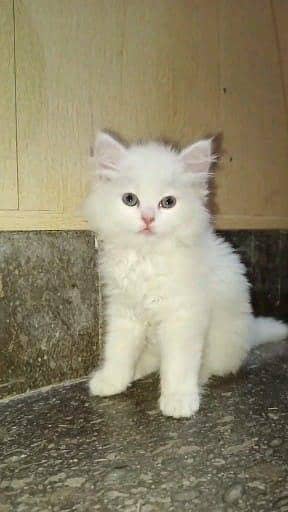 Persian cat for sale male or female my WhatsApp number