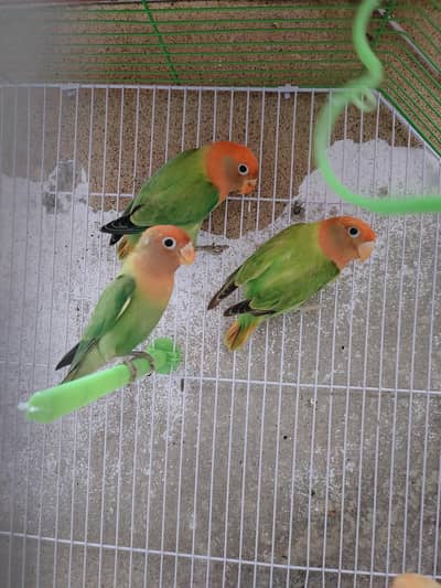 Lovebirds Green Opaline pale fellow| love birds| pairs|Male| Female