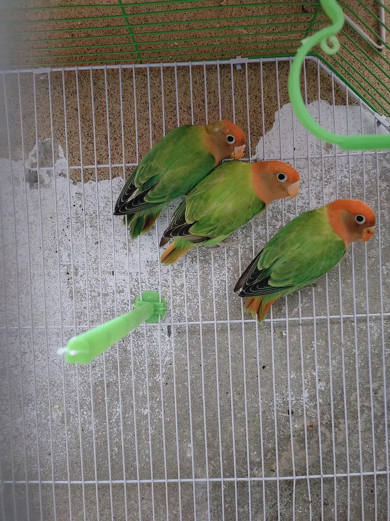 Lovebirds Green Opaline pale fellow| love birds| pairs|Male| Female — photo 2