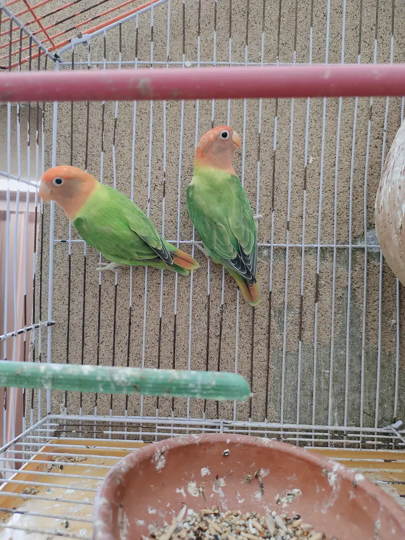 Lovebirds Green Opaline pale fellow| love birds| pairs|Male| Female — photo 5