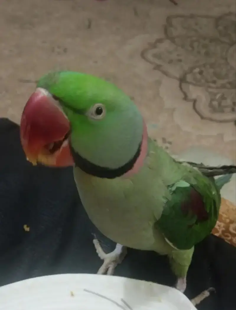 Kashmiri Raw Parrot with beautiful cage — photo 2