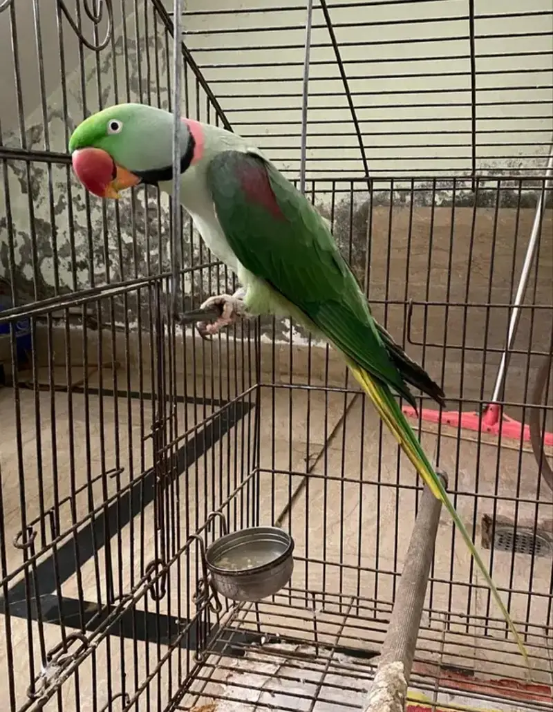 Kashmiri Raw Parrot with beautiful cage — photo 5