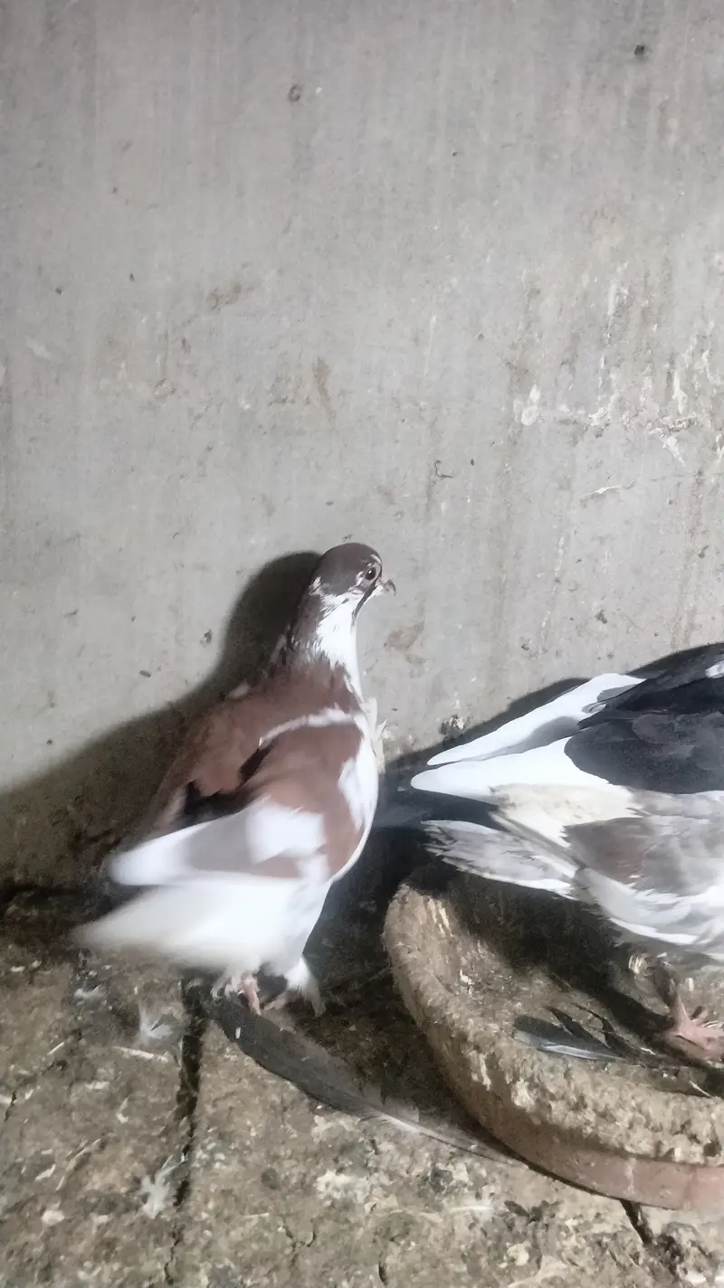 Pair with chick's — photo 2