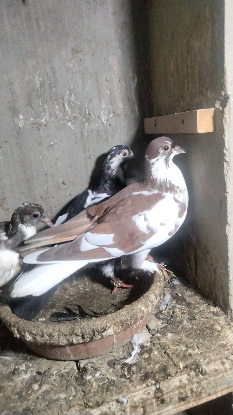 Pair with chick's 2