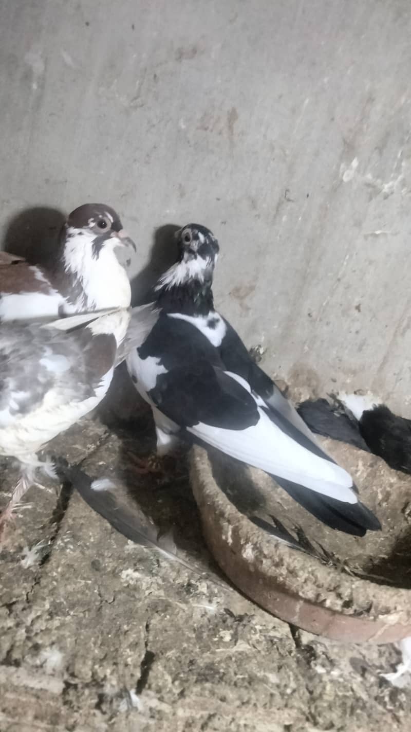 Pair with chick's 3