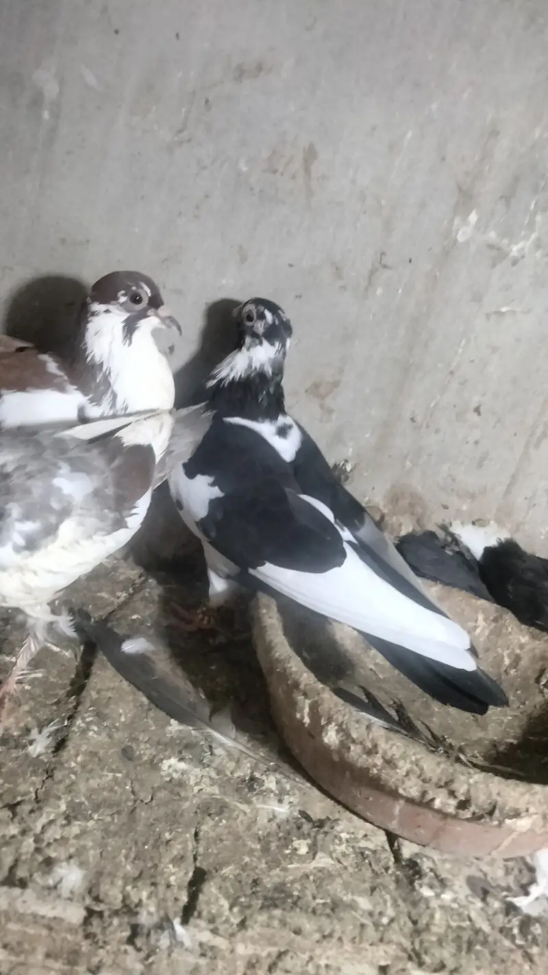 Pair with chick's — photo 4