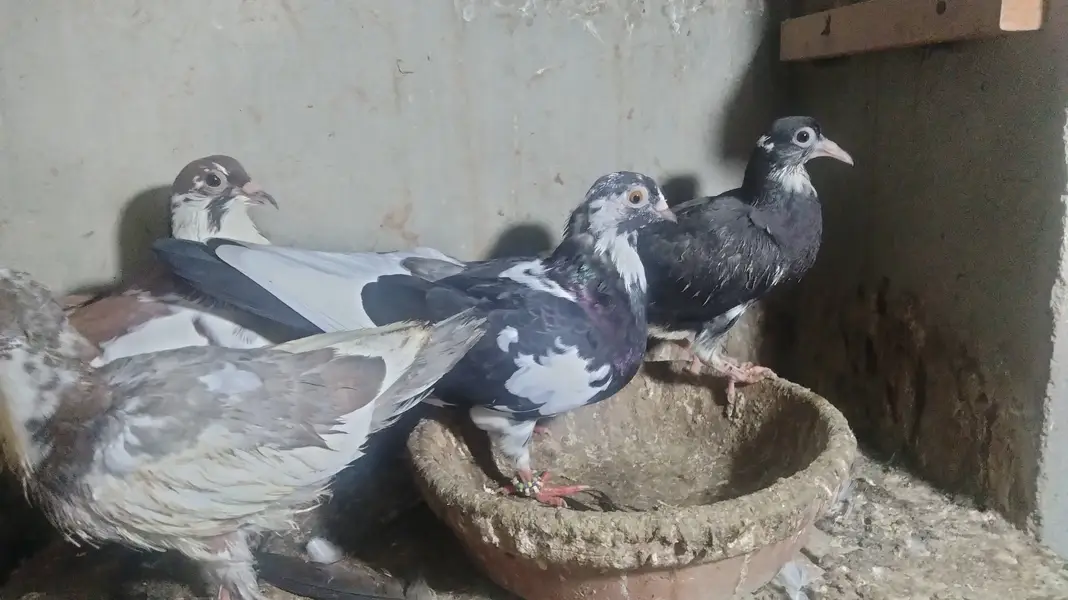 Pair with chick's — photo 6