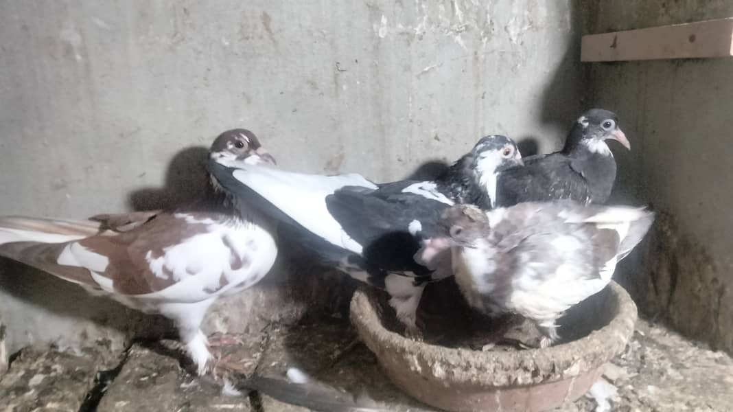 Pair with chick's 6