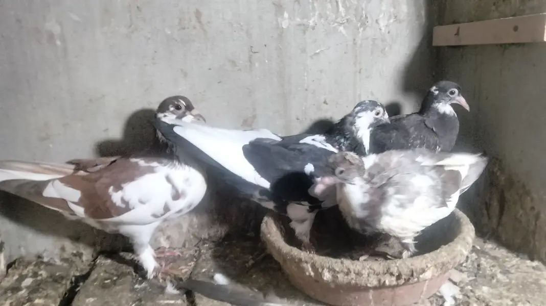 Pair with chick's — photo 7