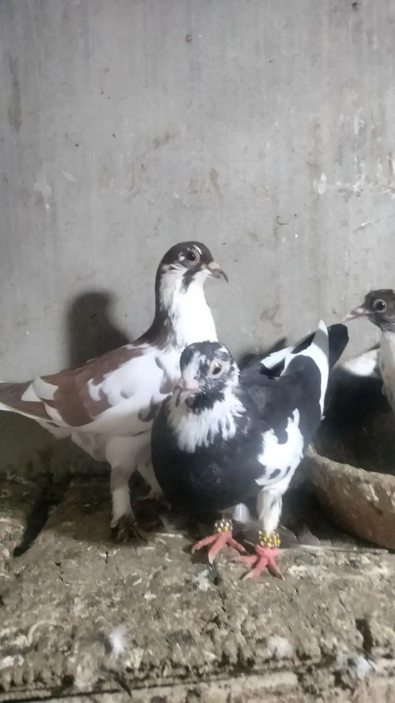 Pair with chick's — photo 8